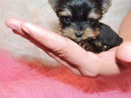 Miniaturowe szczenięta yorkshire terrier w filiżance do adopcji., , Warszawka