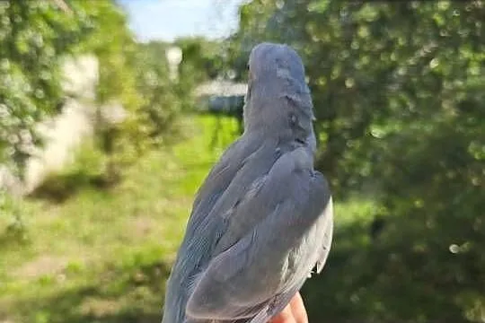 MŁODE MNICHY NIZINNE, Podkarpackie, Stalowa Wola