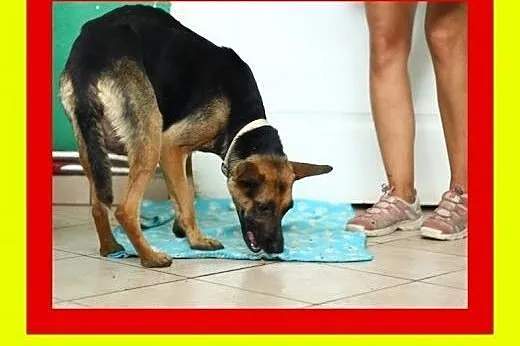 Wyjątkowo łagodna,wesoła,przytulaśna,lgnie do czło