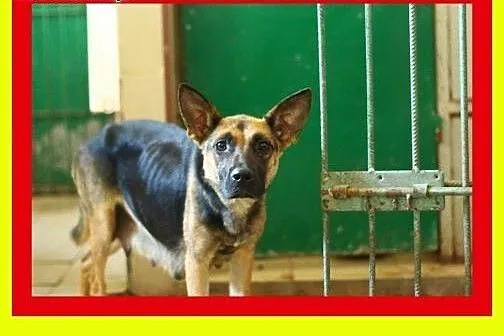 Wyjątkowo łagodna,wesoła,przytulaśna,lgnie do czło