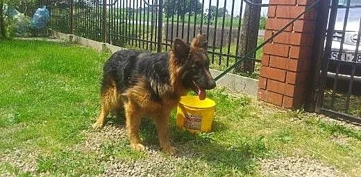 Piękna suczka 8 miesięczna, śląskie Skoczów