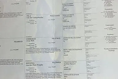 Piękna suczka 8 miesięczna,  śląskie Skoczów