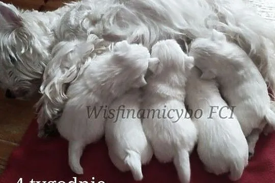 West Highland White Terrier FCI szczenięta rodowod, Drawsko Pomorskie