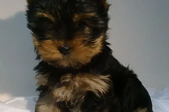 Yorki , yorkshire terrier , szczeniaki , szczeniak
