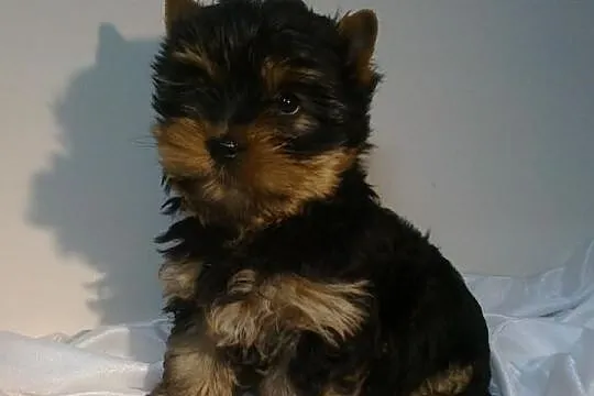Yorki , yorkshire terrier , szczeniaki , szczeniak