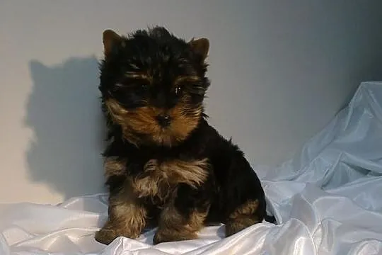 Yorki , yorkshire terrier , szczeniaki , szczeniak