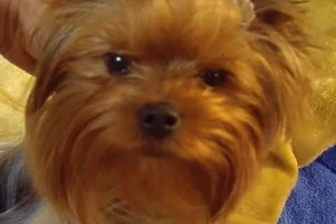 Yorki , yorkshire terrier , szczeniaki , szczeniak