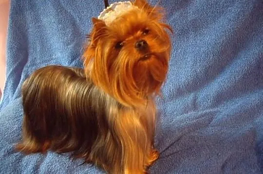Yorki , yorkshire terrier , szczeniaki , szczeniak