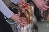 Yorki , yorkshire terrier , szczeniaki , szczeniak