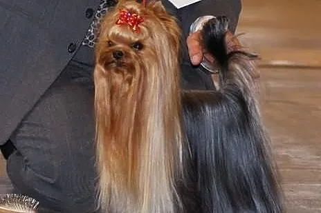 Yorki , yorkshire terrier , szczeniaki , szczeniak