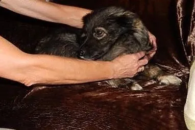 Uroczy, nieduzy BĄBIŚwciąz wierzy w człowieka- szu