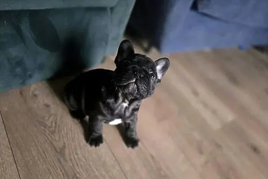 Buldog Francuski – Energetyczna Gloria z Rodowodem, Łódzkie, Łódź