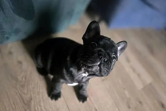 Buldog Francuski – Energetyczna Gloria z Rodowodem, Łódzkie, Łódź