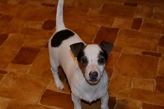 Jack Russell Terrier
