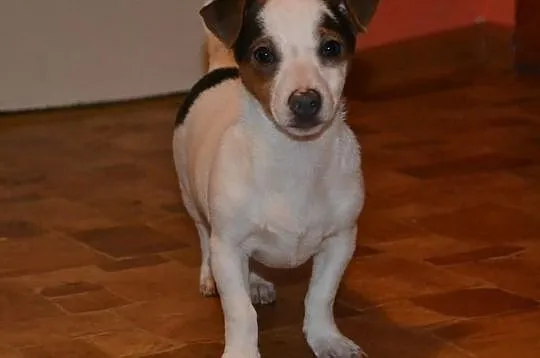 Jack Russell Terrier