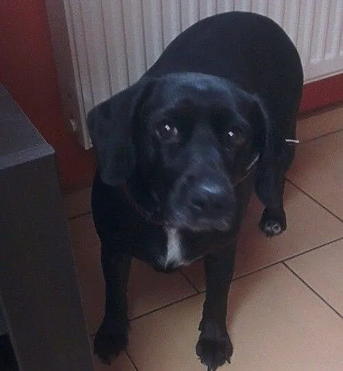Daisy - urocza sunia poszukuje domu