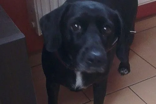Daisy - urocza sunia poszukuje domu