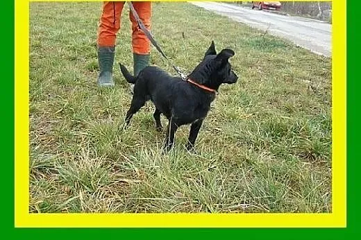 Mała,radosna,przytulaśna,łagodna,suczka ISKIERKA 2