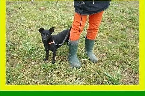Mała,radosna,przytulaśna,łagodna,suczka ISKIERKA 2