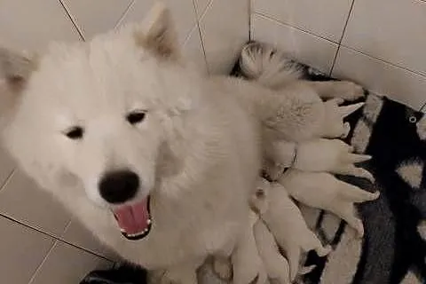 Szczenięta Samoyed, Łódzkie, Pabianice