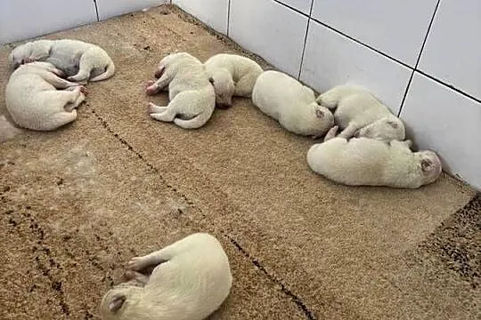 Szczenięta Samoyed, Łódzkie, Pabianice