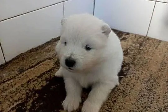 Szczenięta Samoyed, Łódzkie, Pabianice