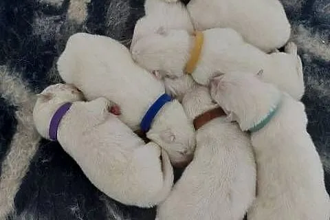 Szczenięta Samoyed, Łódzkie, Pabianice