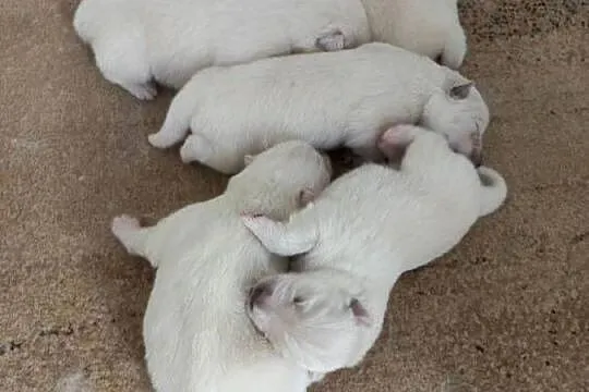 Szczenięta Samoyed, Łódzkie, Pabianice