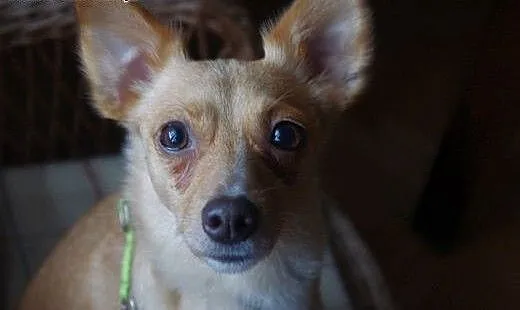 Sonia, mała lisiczka do adopcji:), mazowieckie Wa