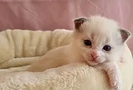 Kotka Ragdoll Bicolour Blue