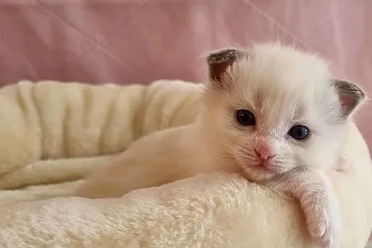 Kotka Ragdoll Bicolour Blue, Dolnośląskie, Wrocław