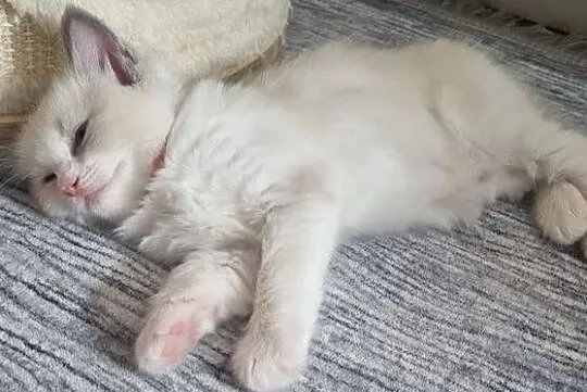 Kotka Ragdoll Bicolour Blue, Dolnośląskie, Wrocław