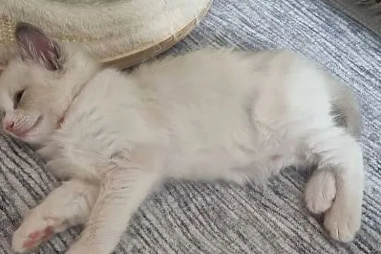 Kotka Ragdoll Bicolour Blue, Dolnośląskie, Wrocław