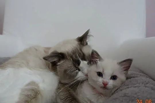 Kotka Ragdoll Bicolour Blue, Dolnośląskie, Wrocław