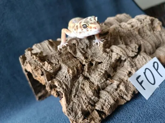 Gekon lamparci Id : [F0P] Więcej informacji w opisie