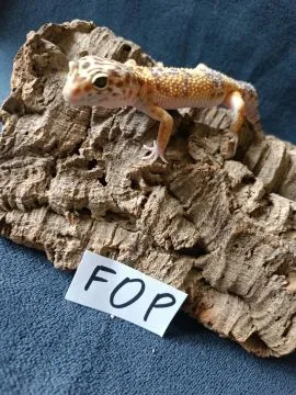 Gekon lamparci Id : [F0P] Więcej informacji w opisie, , Mława