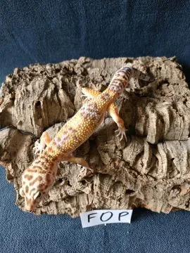 Gekon lamparci Id : [F0P] Więcej informacji w opisie, , Mława
