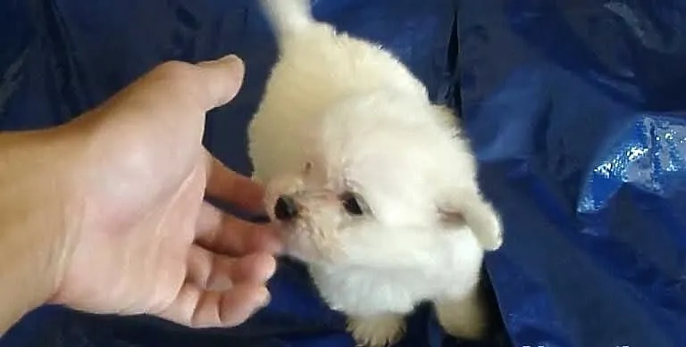 Maltanczyk mini