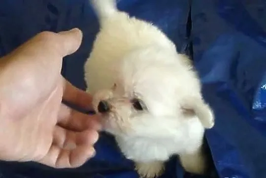 Maltanczyk mini