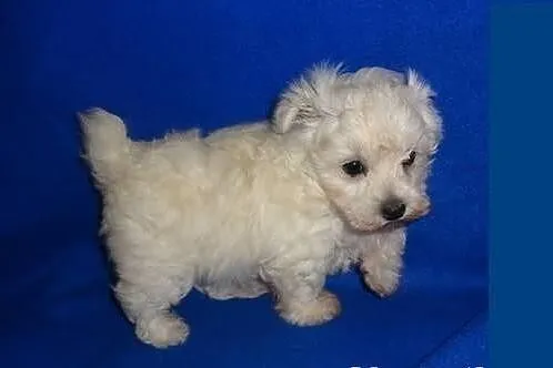 Maltanczyk mini