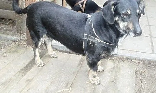 Adela przeurocza sunia w typie jamnika , mazowie