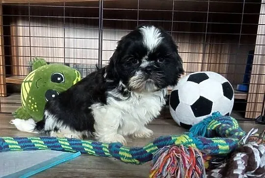 Shih-tzu pieski szczeniaki