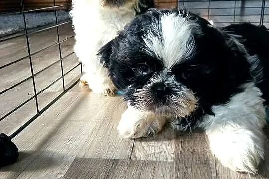 Shih-tzu pieski szczeniaki, Podkarpackie, Dębica