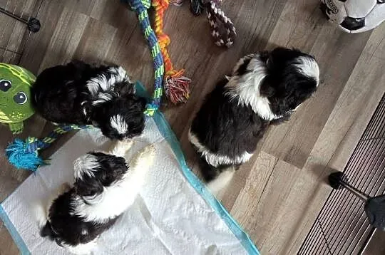 Shih-tzu pieski szczeniaki, Podkarpackie, Dębica