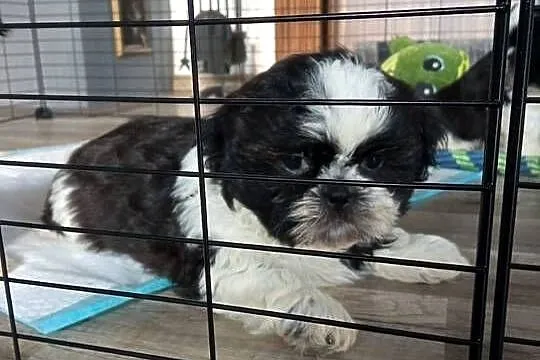 Shih-tzu pieski szczeniaki, Podkarpackie, Dębica