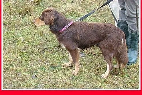 Musterlander mix,młody 1 rok,średni 12 kg,łagodny,