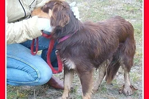 Musterlander mix,młody 1 rok,średni 12 kg,łagodny,