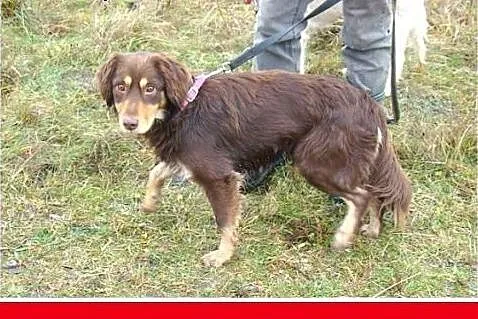 Musterlander mix,młody 1 rok,średni 12 kg,łagodny,