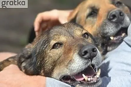 Dobre, pokorne, wpatrzone w człowieka jak w obrazek!, Małopolskie, Kraków