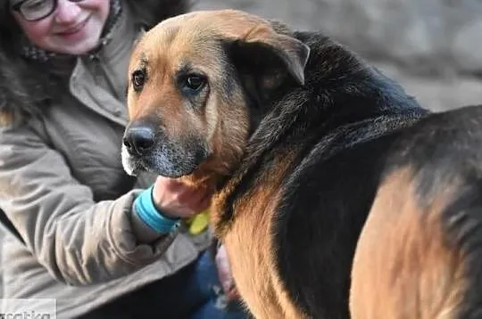 Dobre, pokorne, wpatrzone w człowieka jak w obrazek!, Małopolskie, Kraków